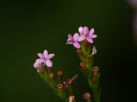 Centranthus calcitrapae /  Camarezza minore