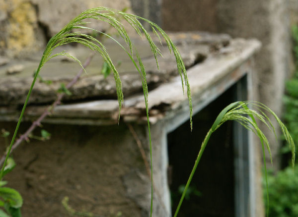 ancora graminacee - cfr. Piptatherum miliaceum