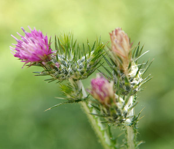 Carduus pycnocephalus / Cardo saettone