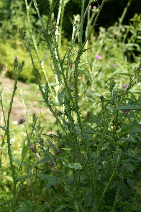 Carduus pycnocephalus / Cardo saettone