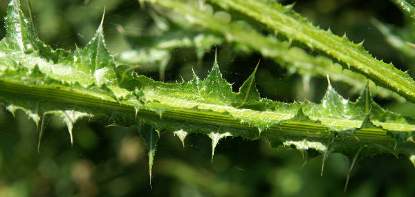 Carduus pycnocephalus / Cardo saettone