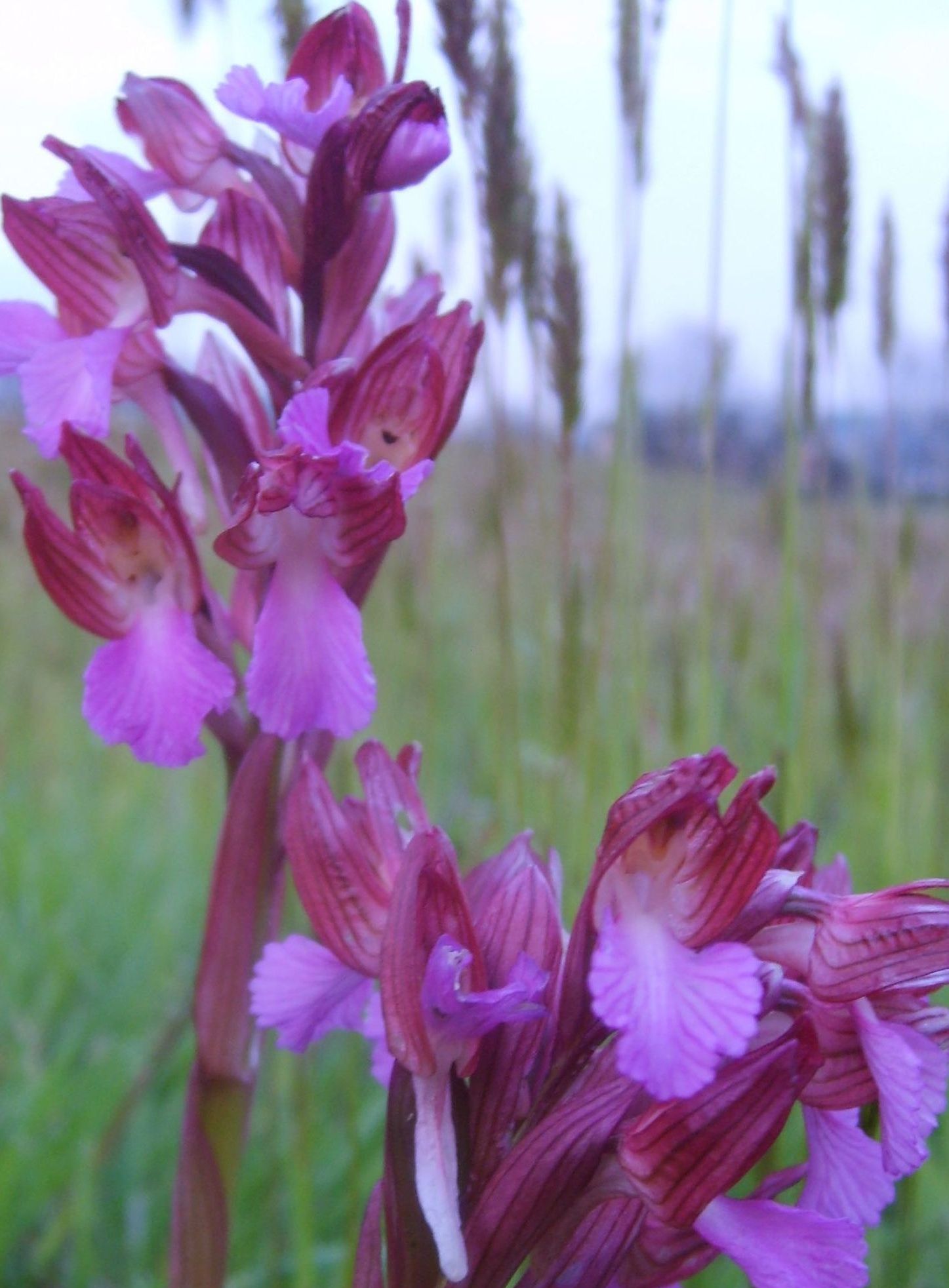 Orchis papilionacea