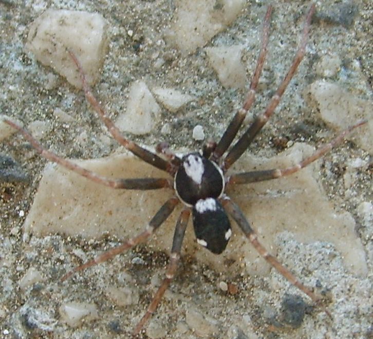 ma che ragno  ?! (maschio di Philodromidae)