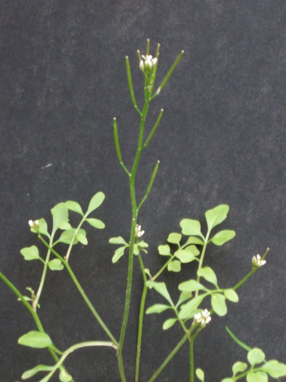 Cardamine hirsuta