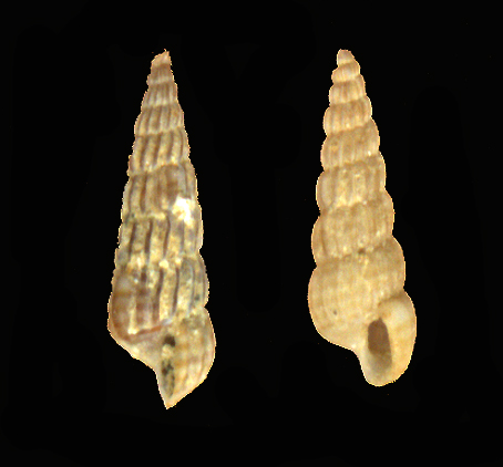 Turbonilla striatula