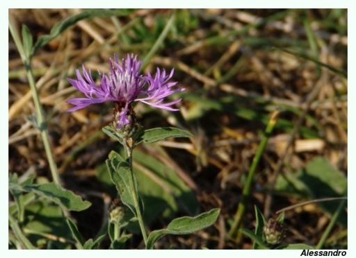 Altra piantina di campo. Di che si tratta? - Centaurea sp.