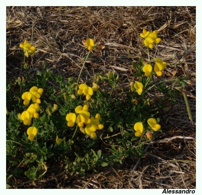 Piantina di campo. - Lotus cfr. corniculatus