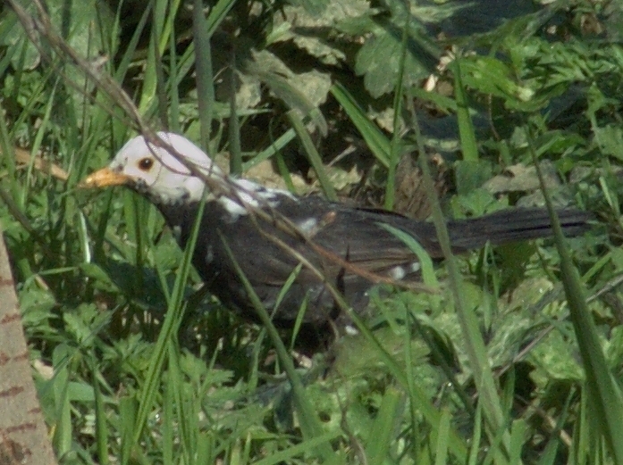 Merlo parzialmente albino