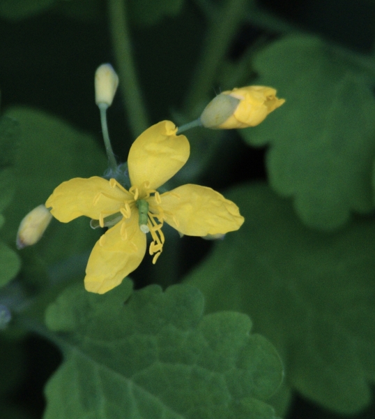 Chelidonium majus / Celidonia