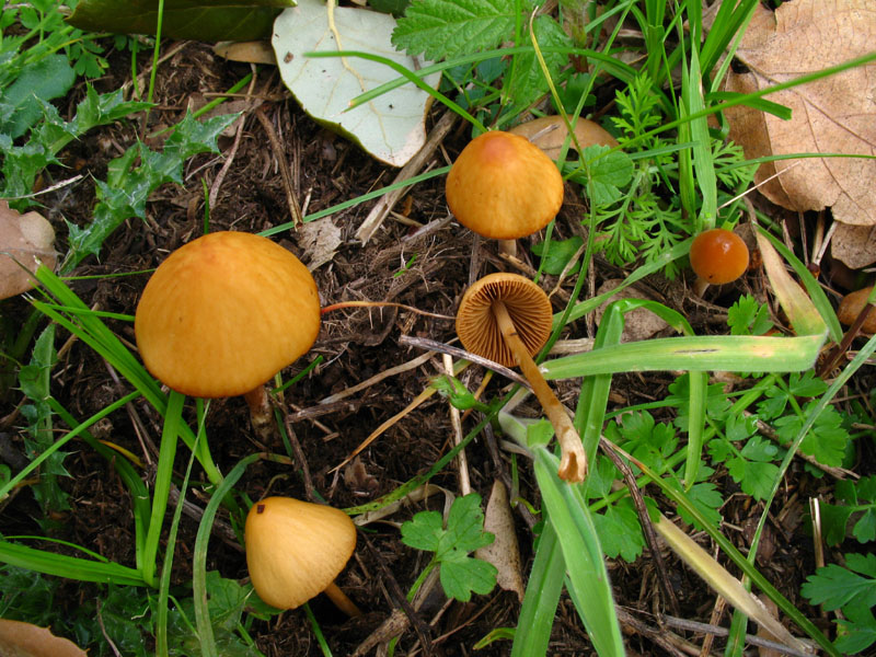 Conocybe da determinare.