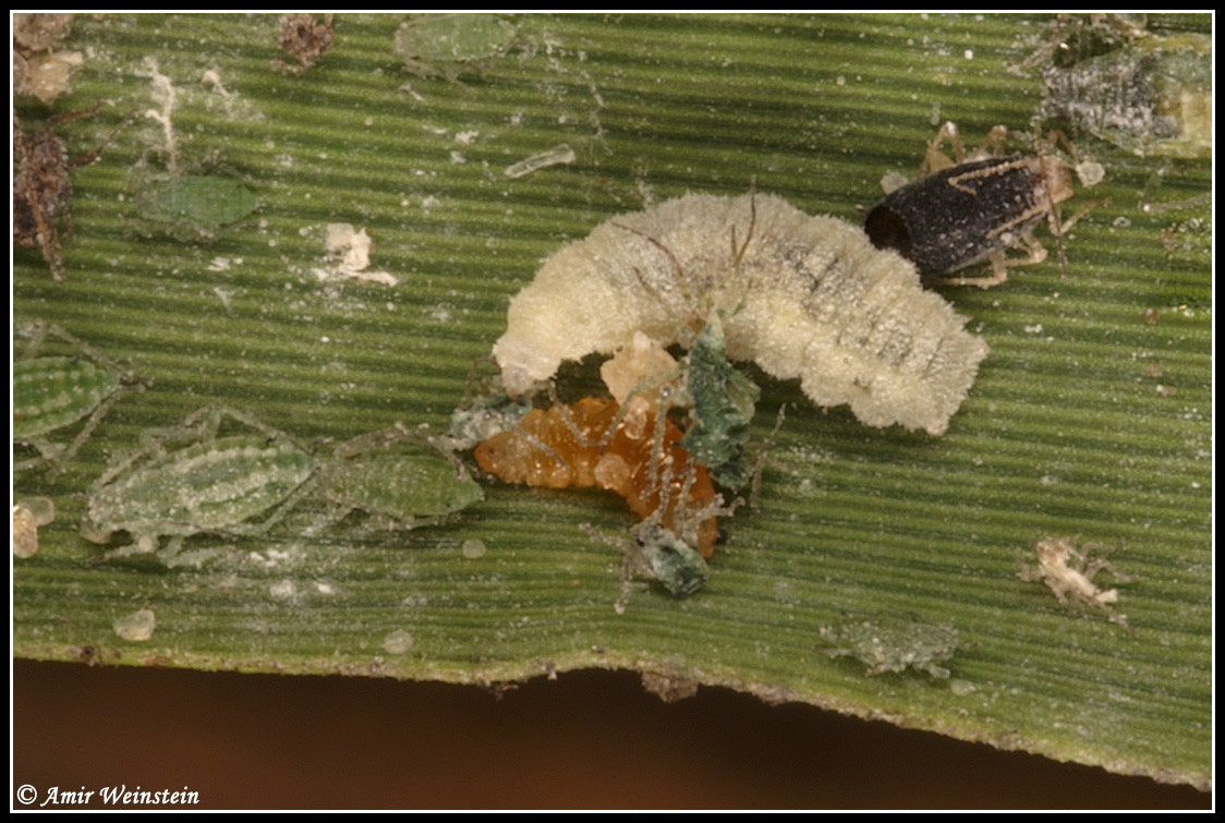 hover flies and aphids