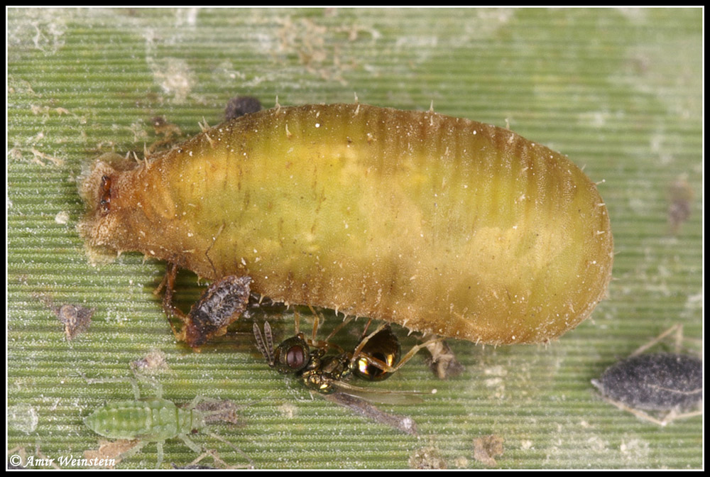 hover flies and aphids