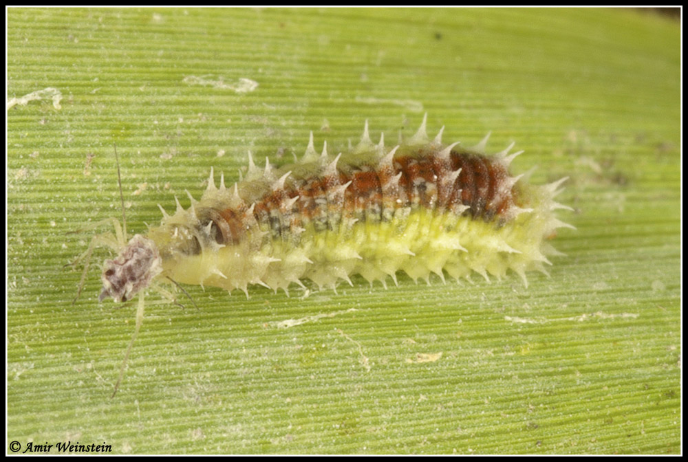 hover flies and aphids