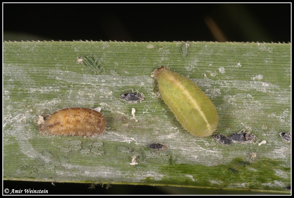 hover flies and aphids