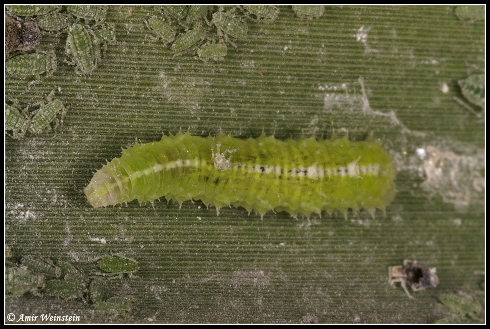 hover flies and aphids