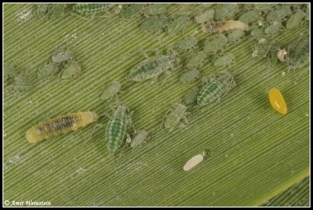 hover flies and aphids