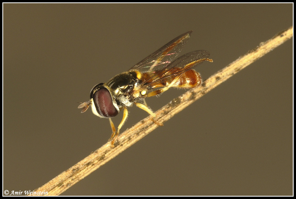 hover flies and aphids