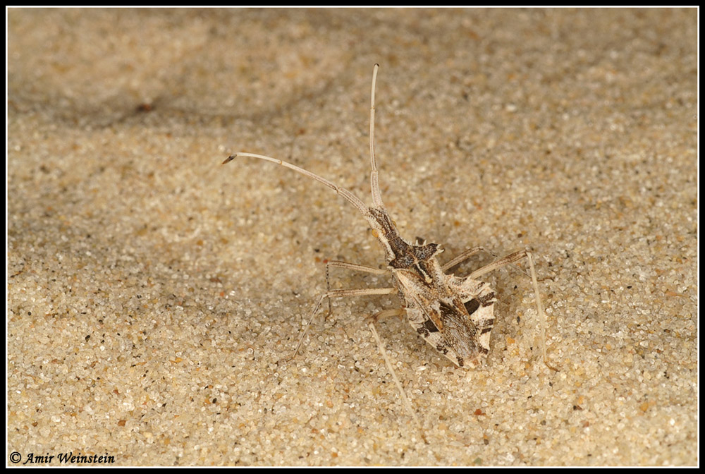 Centrocoris e Cercinthus