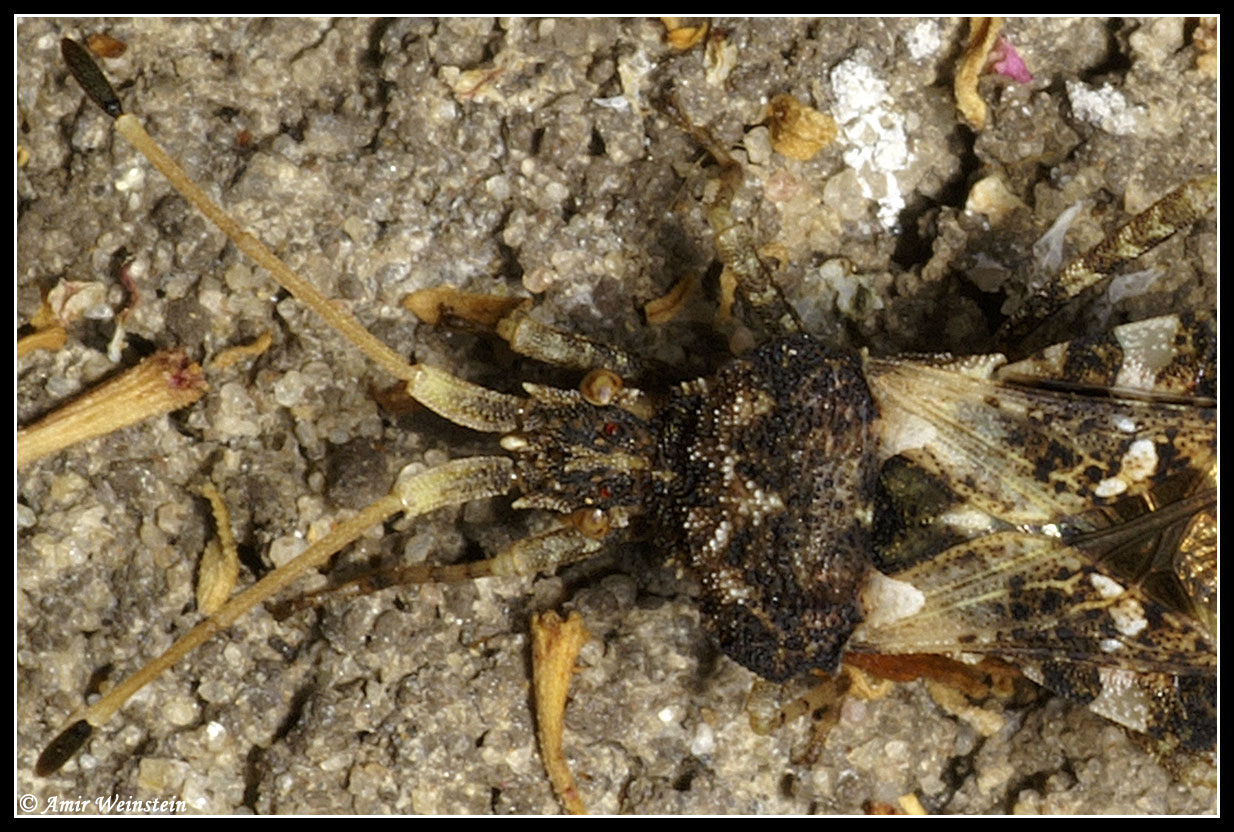 Centrocoris e Cercinthus