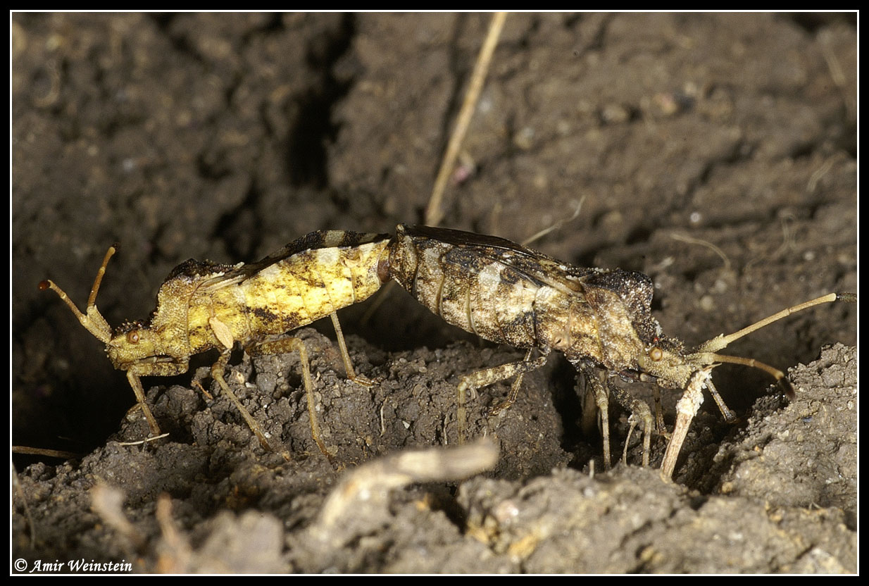 Centrocoris e Cercinthus