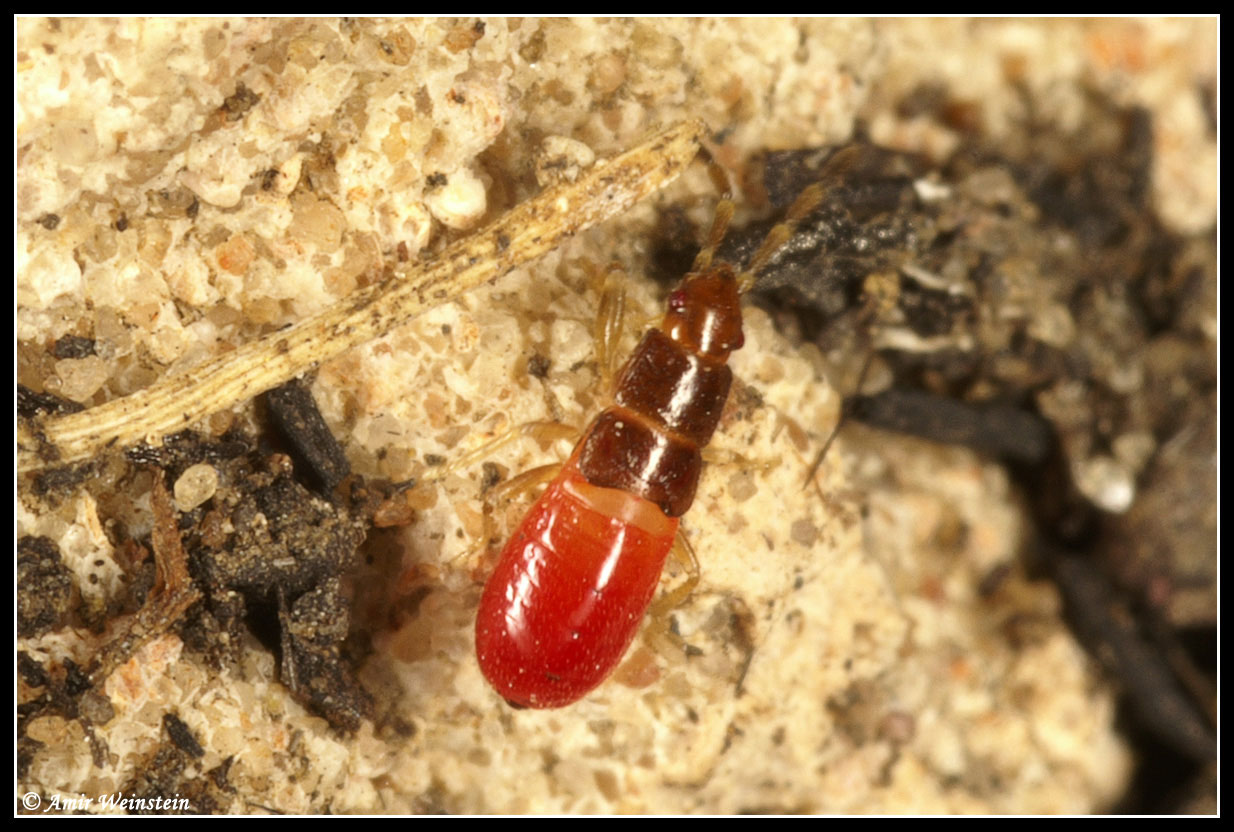 Heteroptera d''Israele