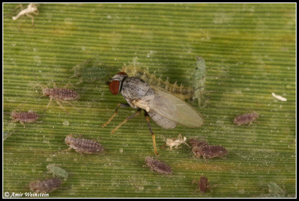 hover flies and aphids