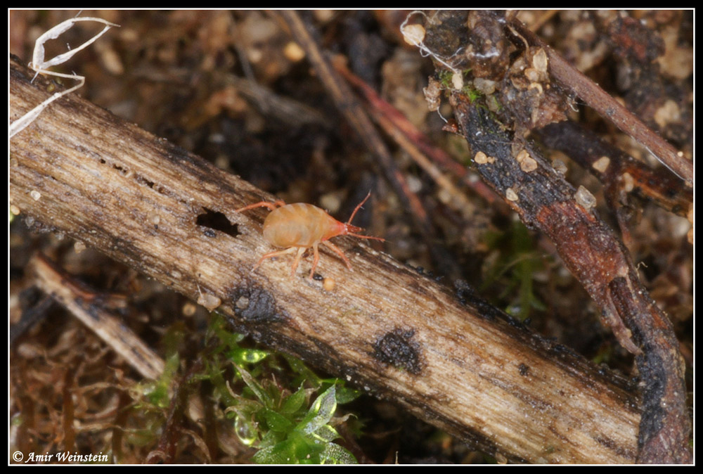 Arthropods d''Israele