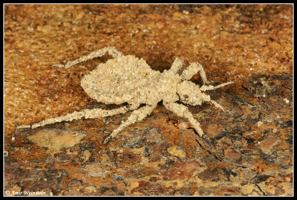 Heteroptera d''Israele