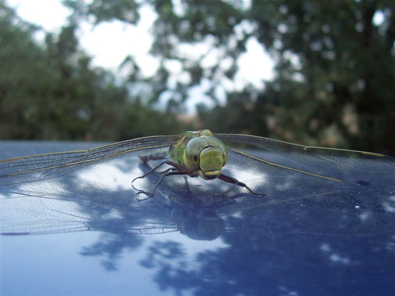 Anax imperator