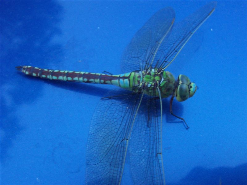 Anax imperator