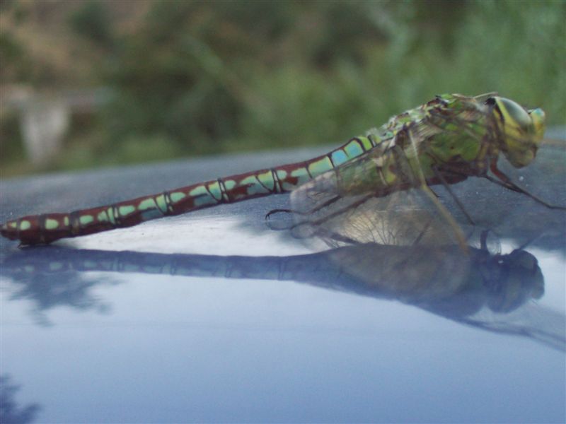 Anax imperator