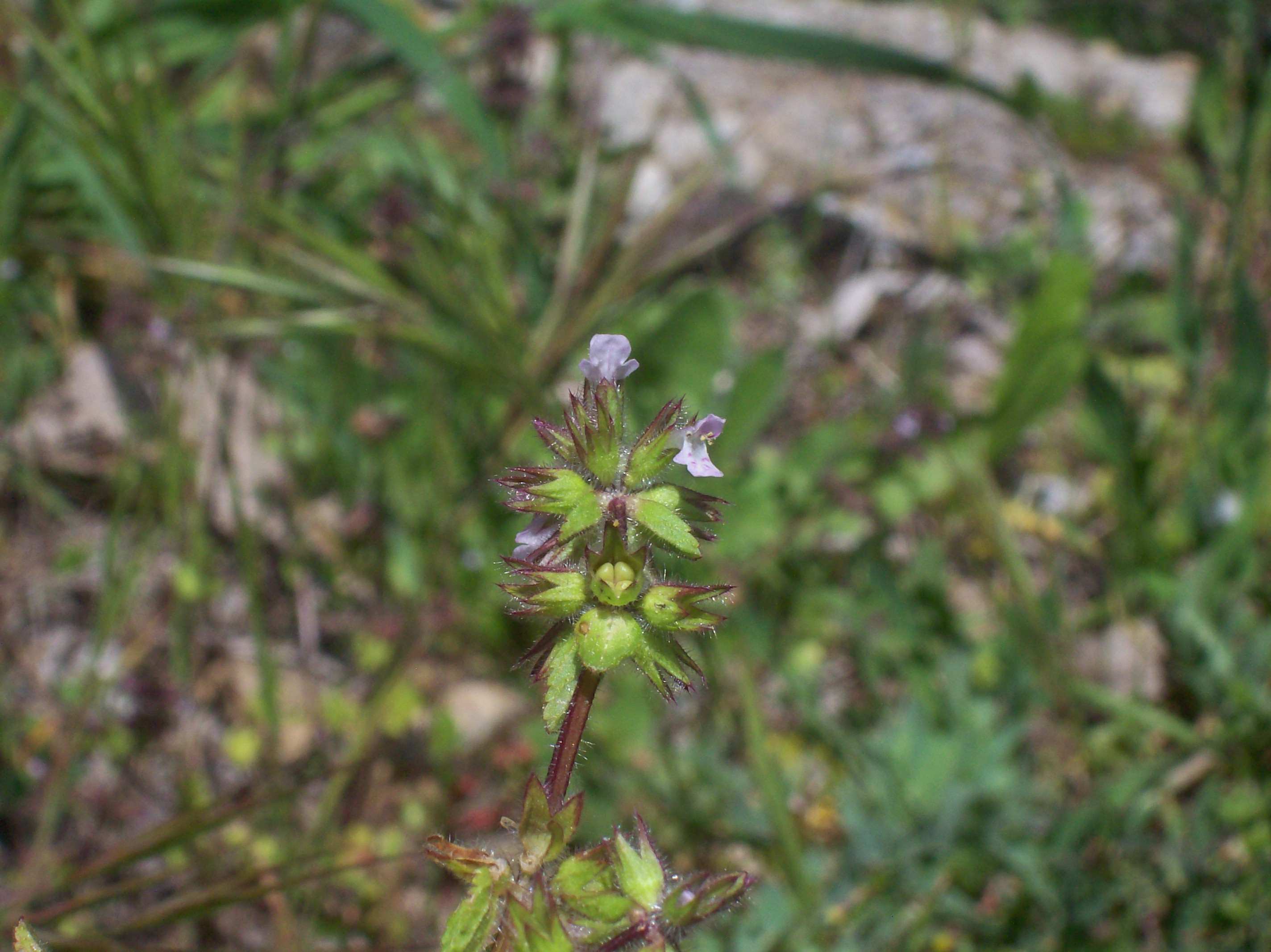 Stachys arvensis / Stregonia dei campi