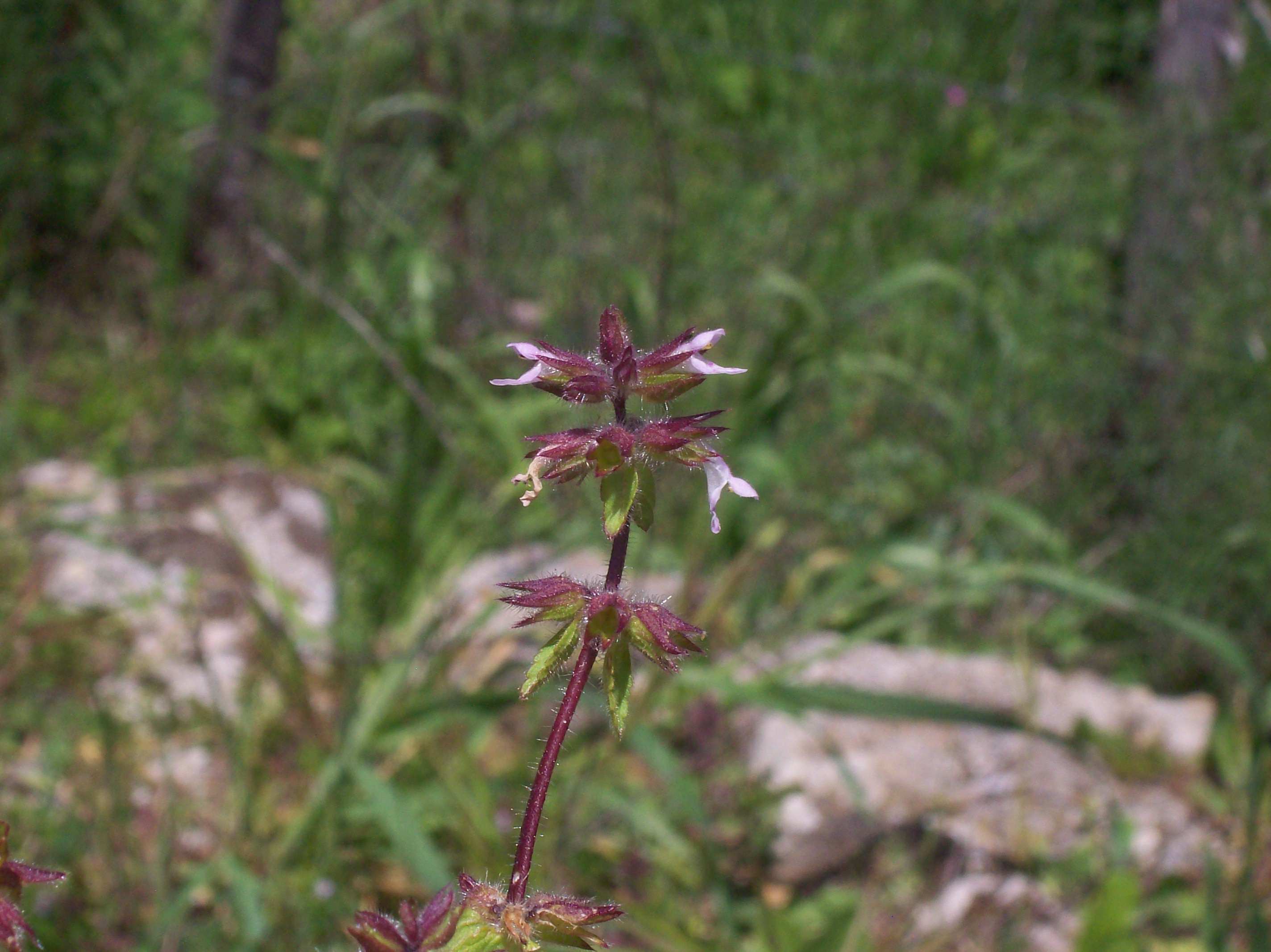 Stachys arvensis / Stregonia dei campi