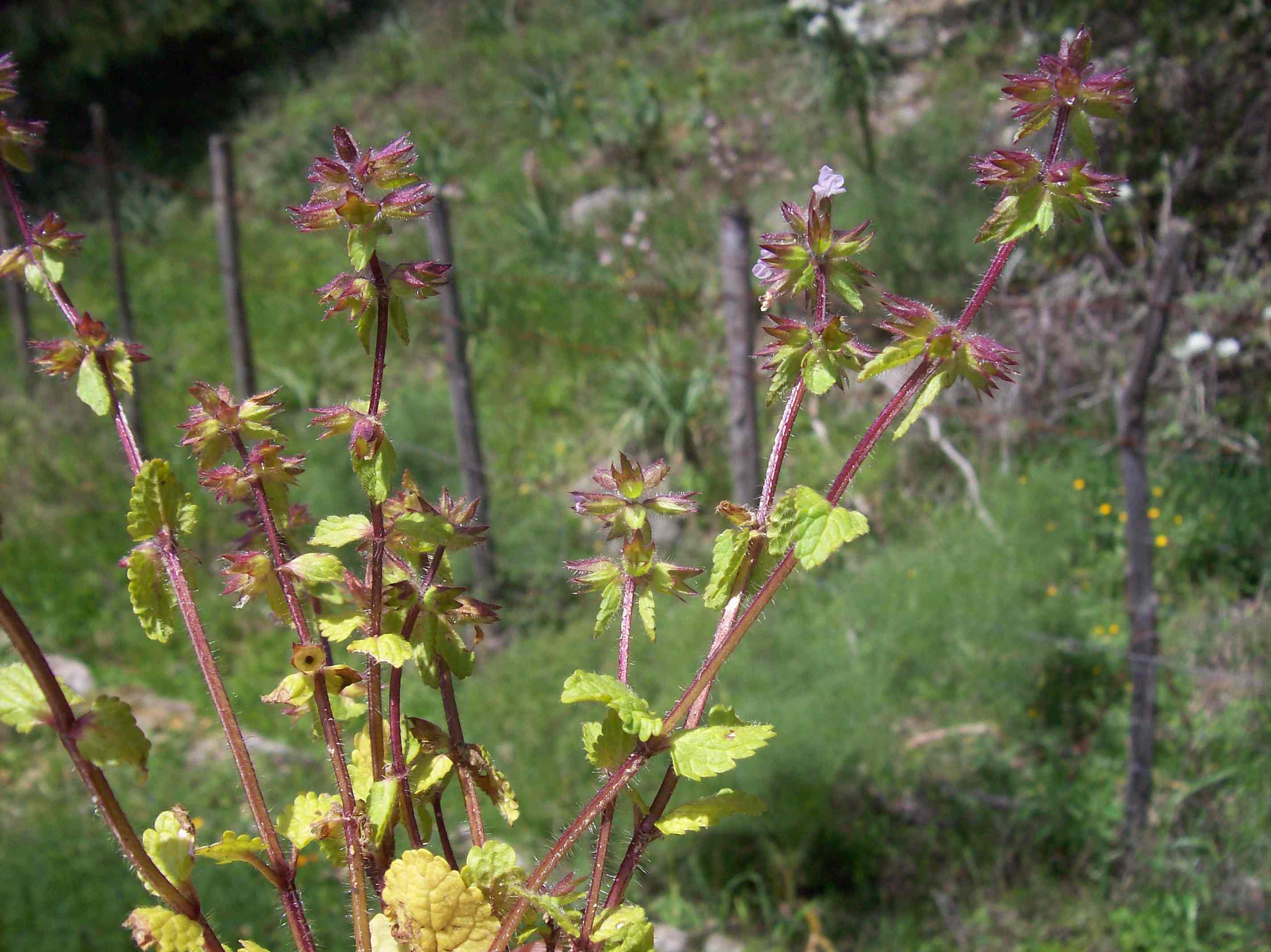 Stachys arvensis / Stregonia dei campi