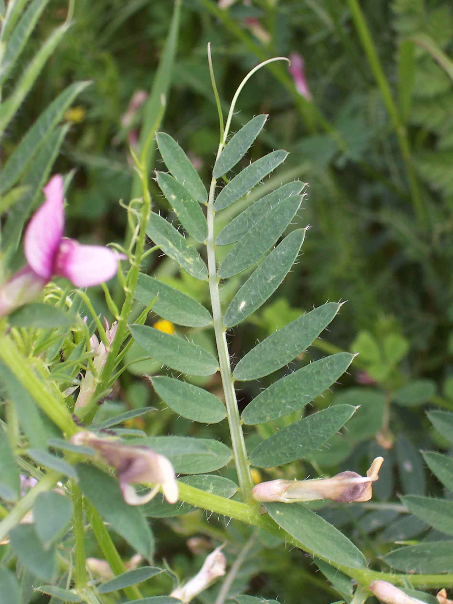 Vicia lutea subsp. vestita / Veccia gialla