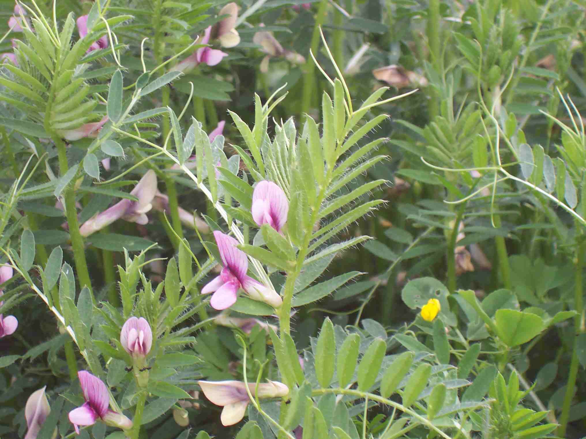 Vicia lutea subsp. vestita / Veccia gialla