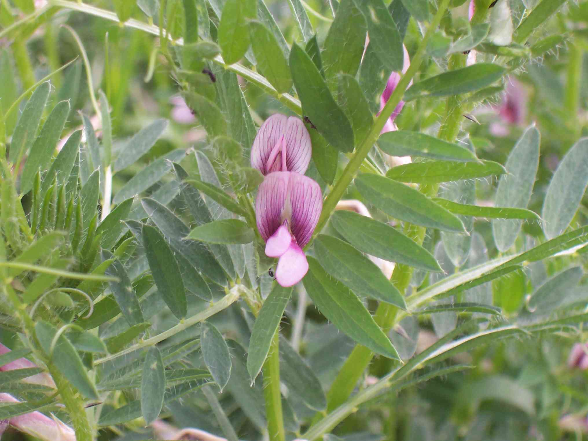 Vicia lutea subsp. vestita / Veccia gialla