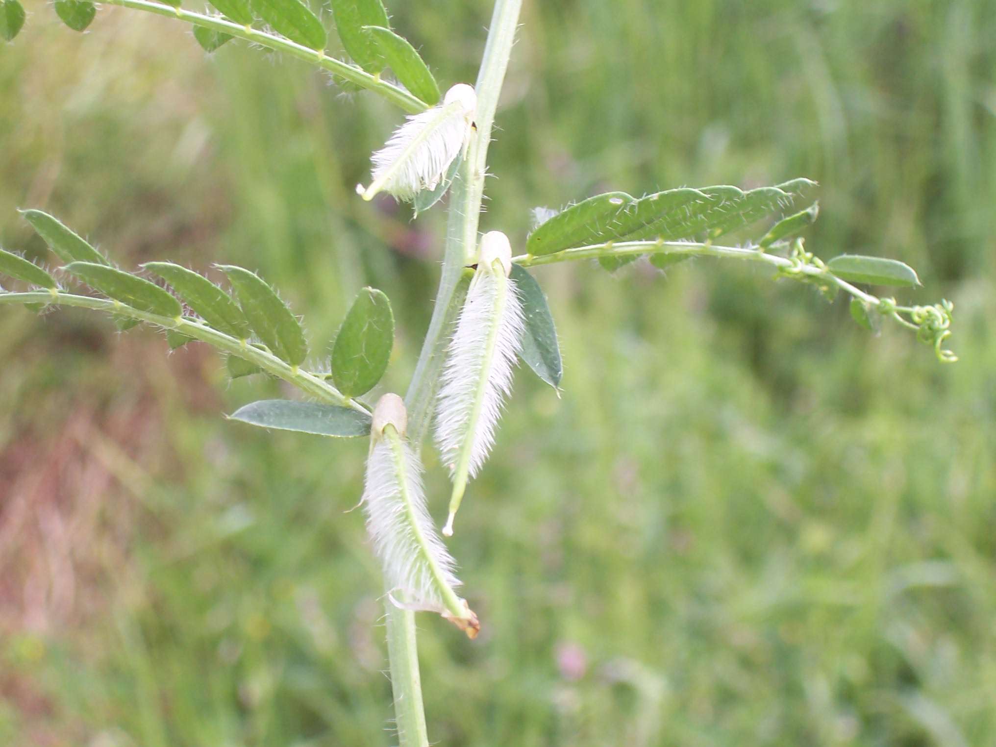 Vicia lutea subsp. vestita / Veccia gialla