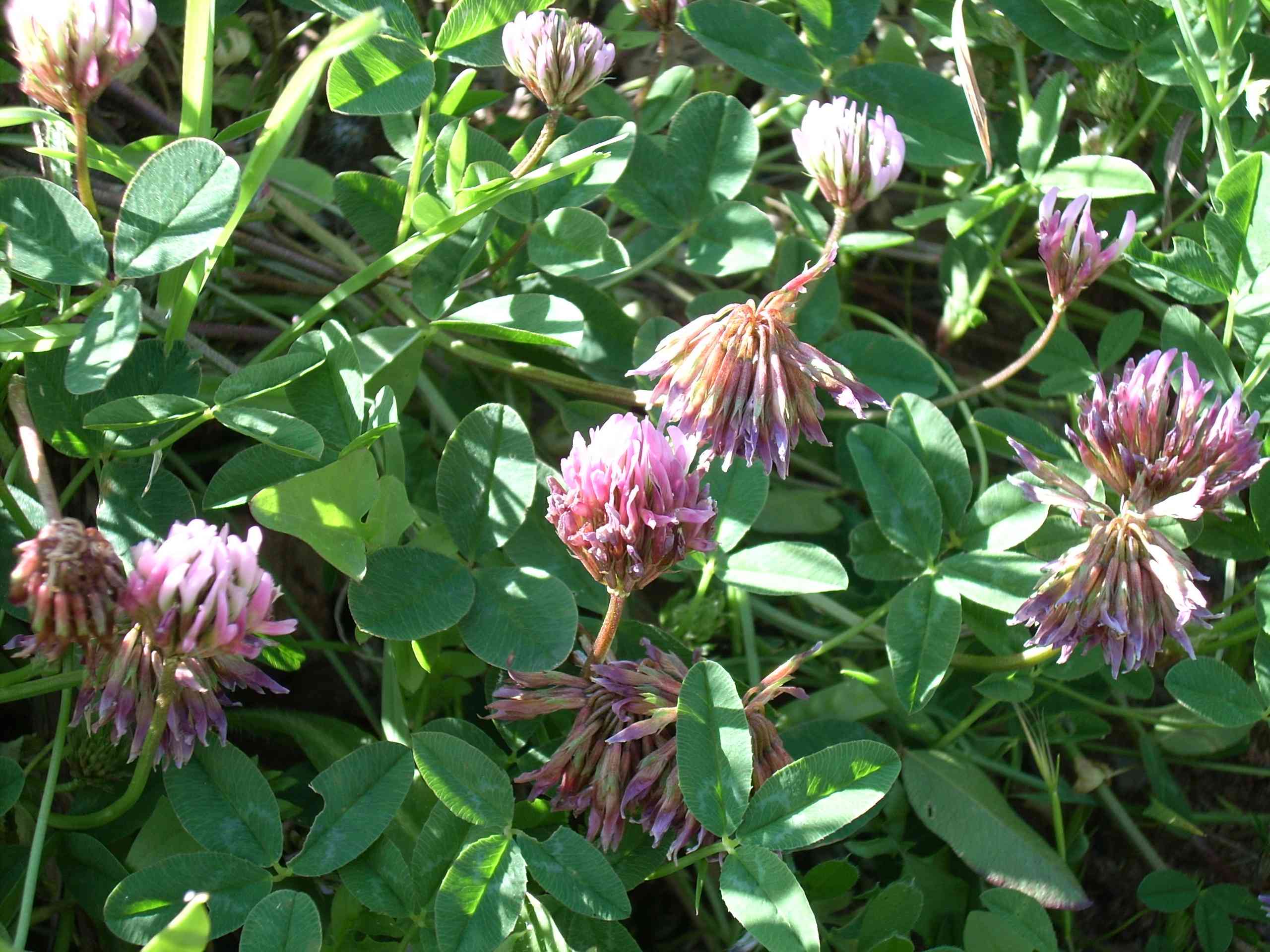 Trifolium bivonae / Trifoglio di Bivona