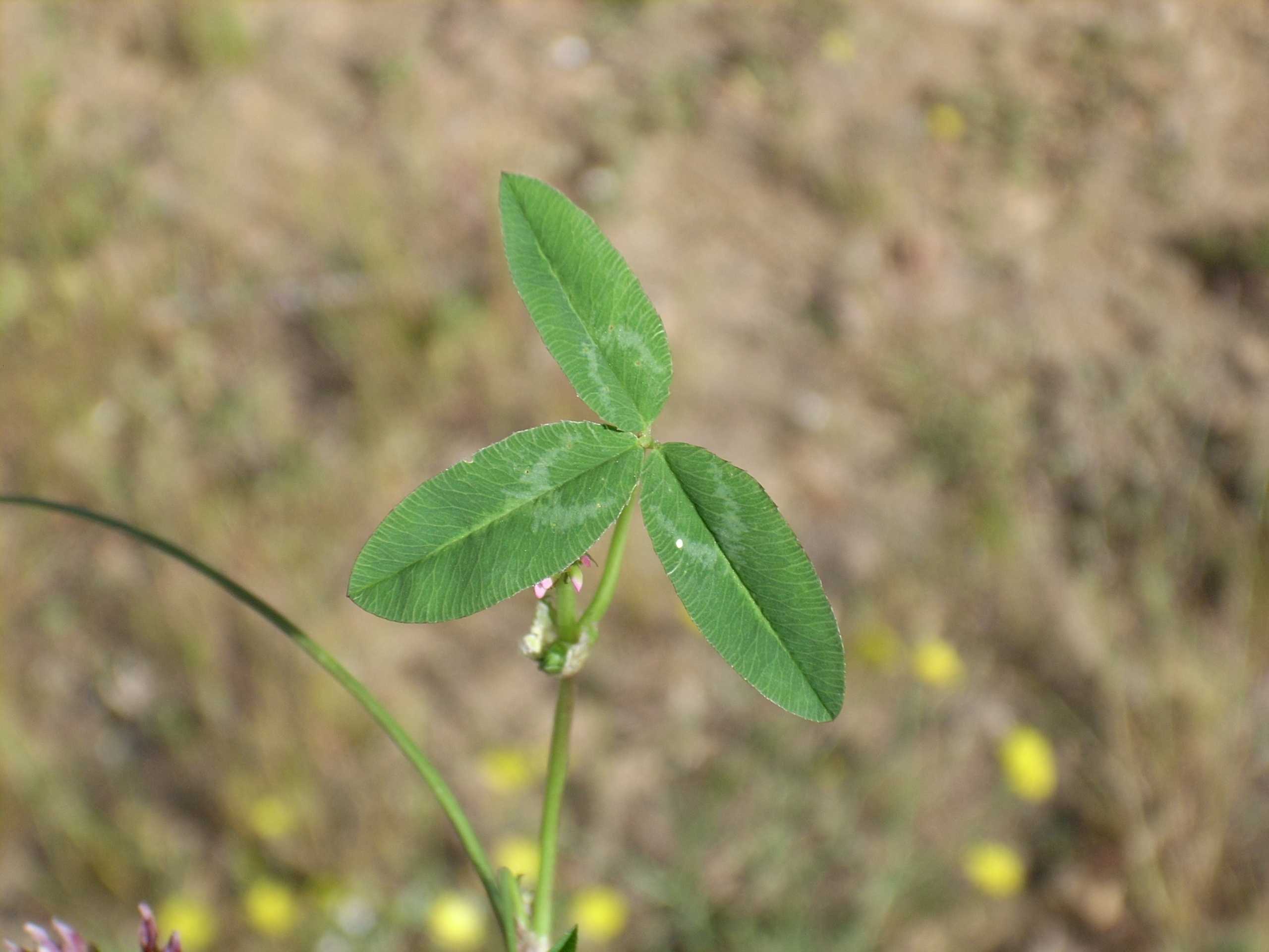 Trifolium bivonae / Trifoglio di Bivona