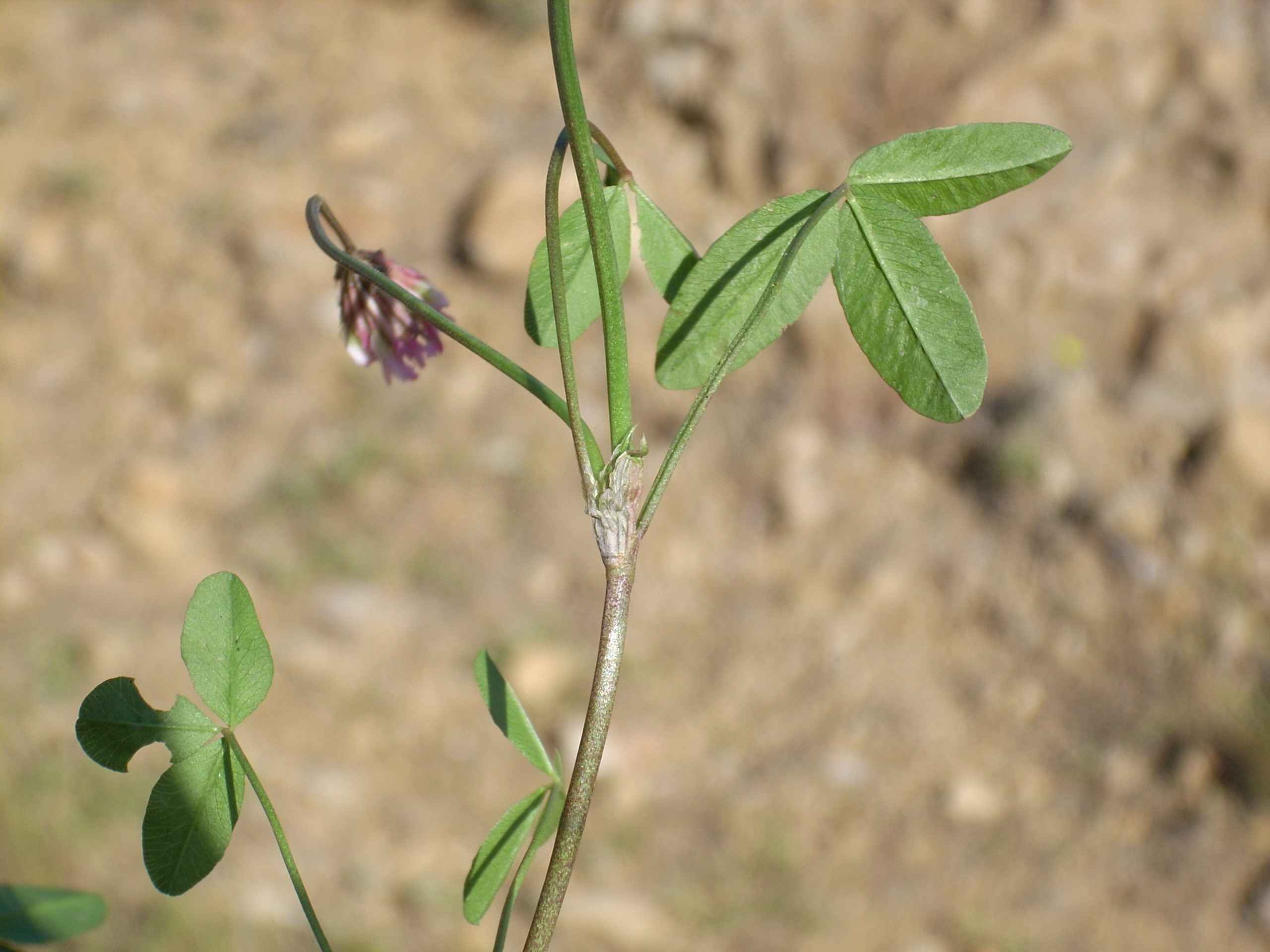 Trifolium bivonae / Trifoglio di Bivona