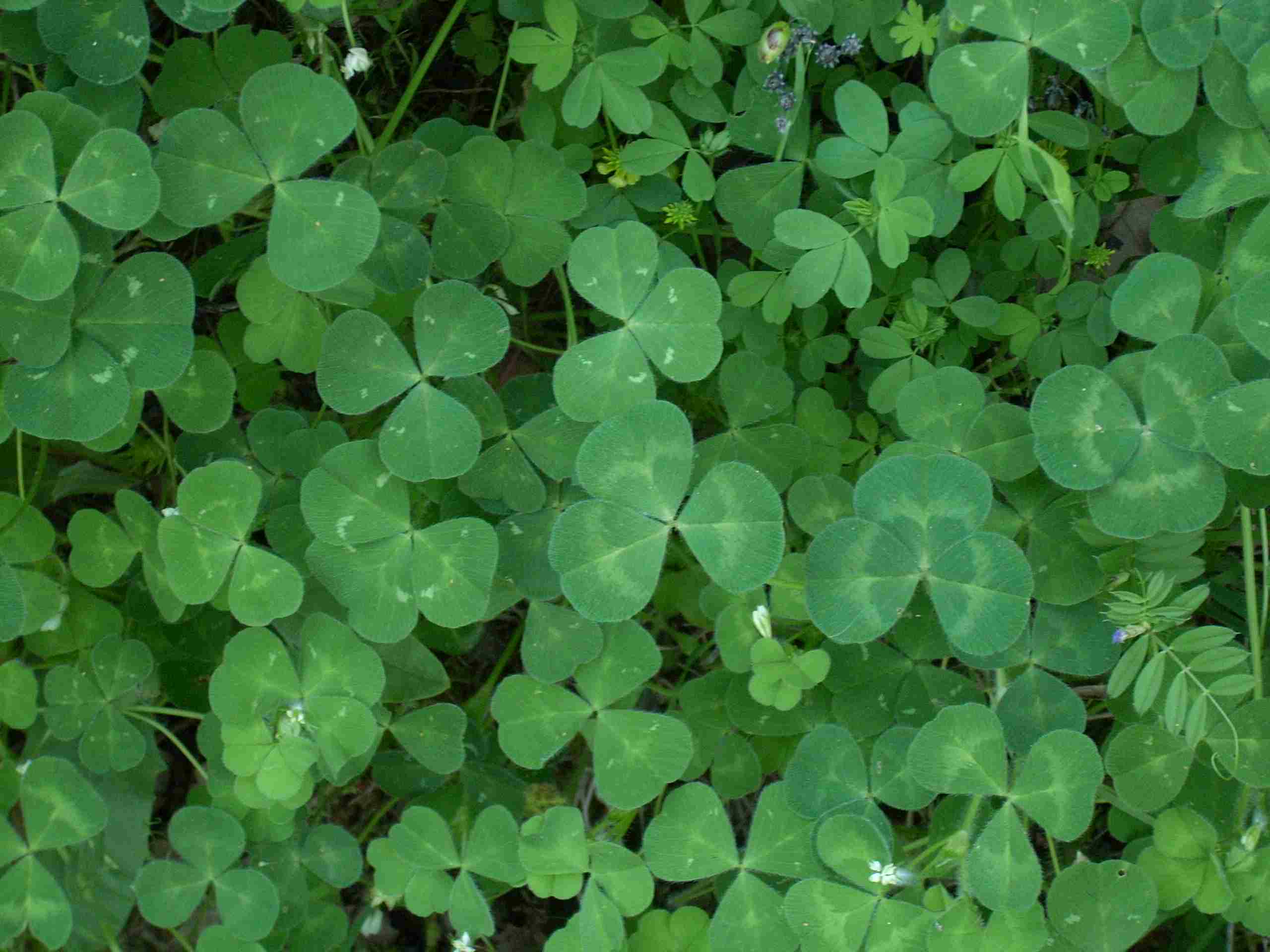 Trifolium subterraneum / Trifoglio sotterraneo