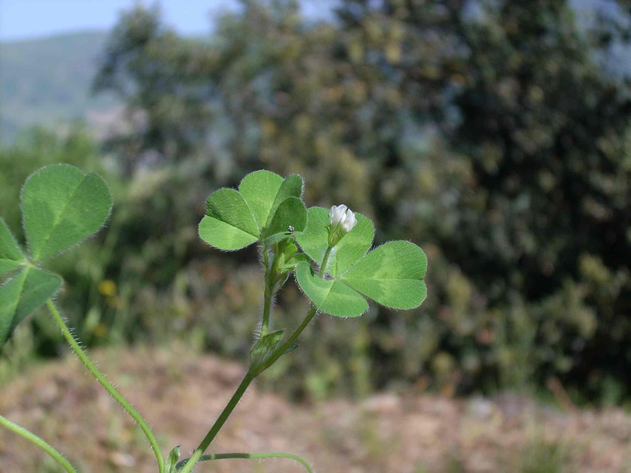 Trifolium subterraneum / Trifoglio sotterraneo