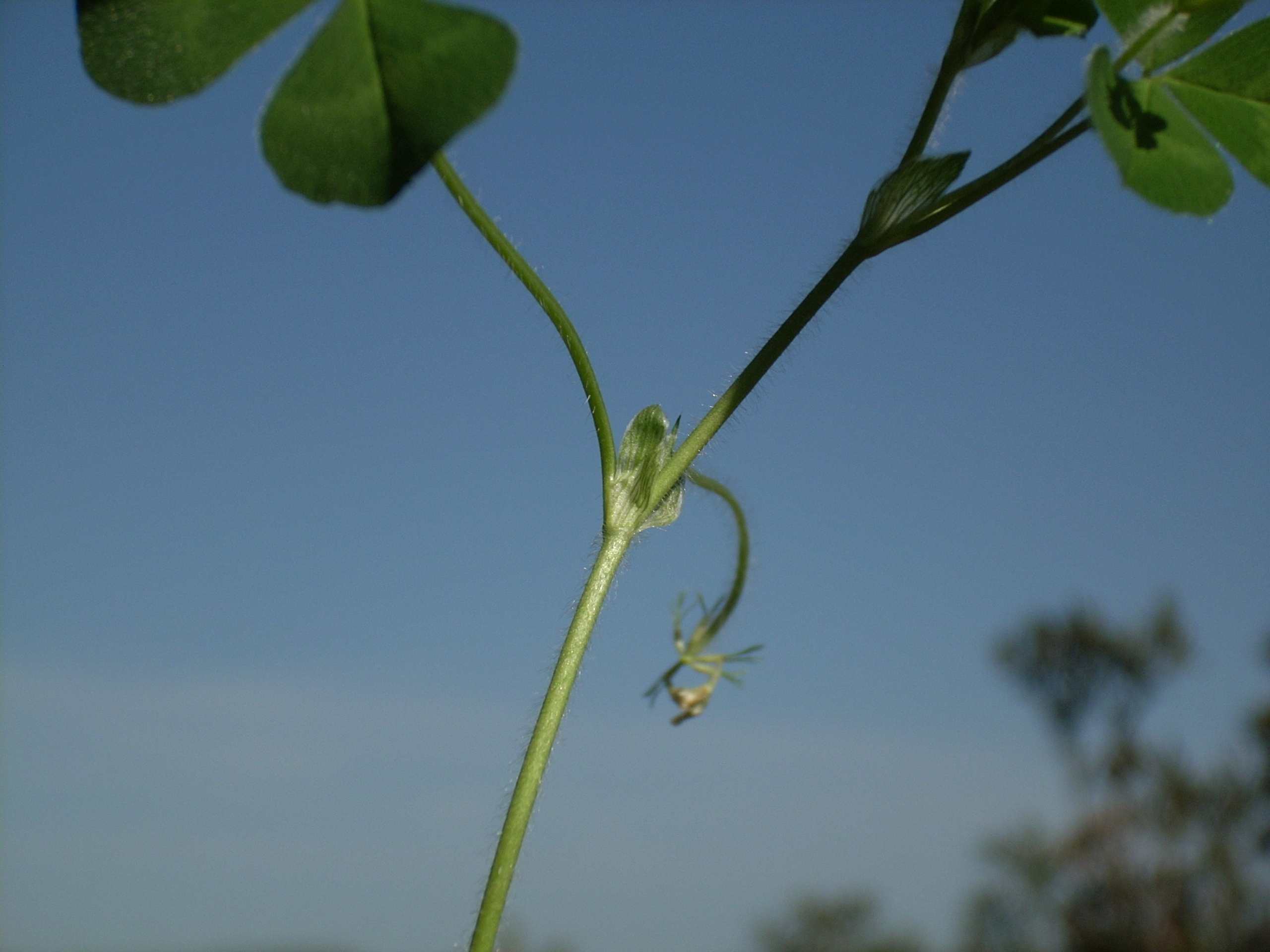 Trifolium subterraneum / Trifoglio sotterraneo