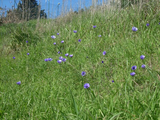 Anemone coronaria / Anemone dei fiorai