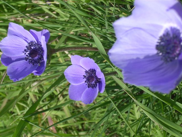 Anemone coronaria / Anemone dei fiorai