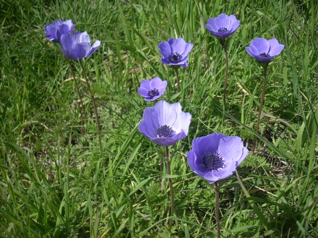 Anemone coronaria / Anemone dei fiorai