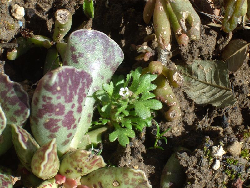 Saxifraga tridactylites / Sassifraga annuale