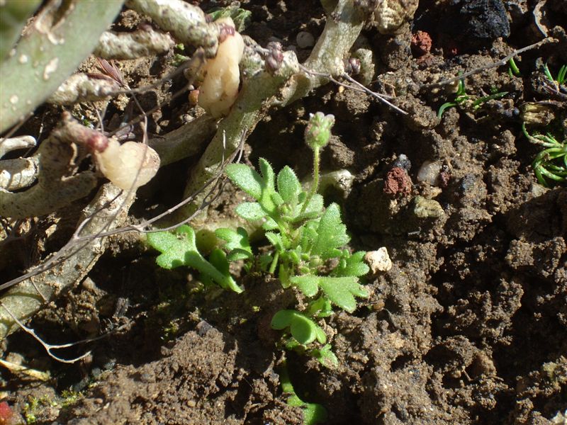 Saxifraga tridactylites / Sassifraga annuale