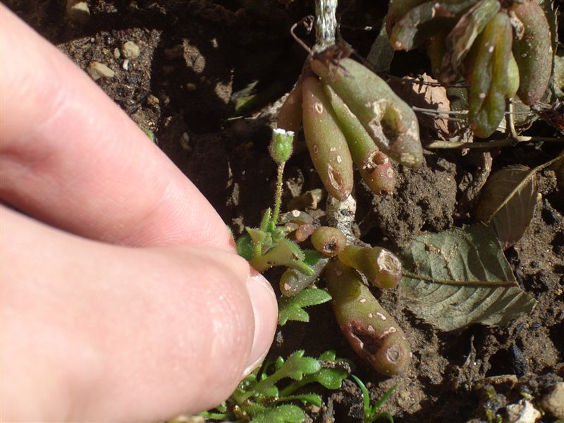 Saxifraga tridactylites / Sassifraga annuale